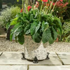 Jardinopia Plant Pot Feet Bronze Frog - Set Of 3 7 Jardinopia Plant Pot Feet Bronze Frog - Set Of 3 -Chic Outdoor Garden 1177294 4