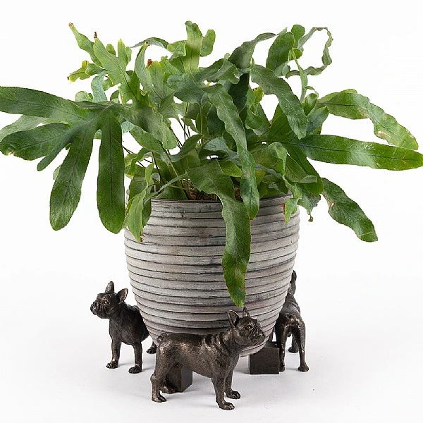 Jardinopia Plant Pot Feet Bronze French Bulldog 1 Jardinopia Plant Pot Feet Bronze French Bulldog